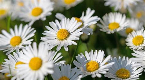 daidy blooms|Daisy Varieties: 34 Different Types of Beautiful Daisies